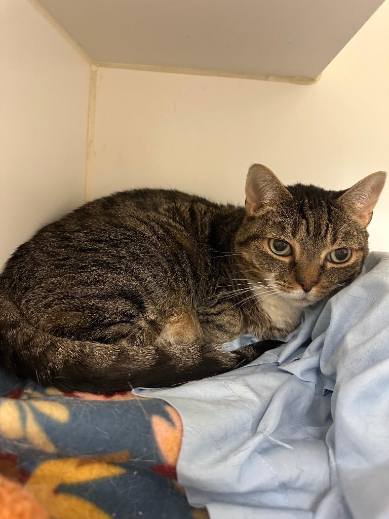 Goblin (Wesley St), a Adoptable mixed breed in Johnson City, TN image 1/2