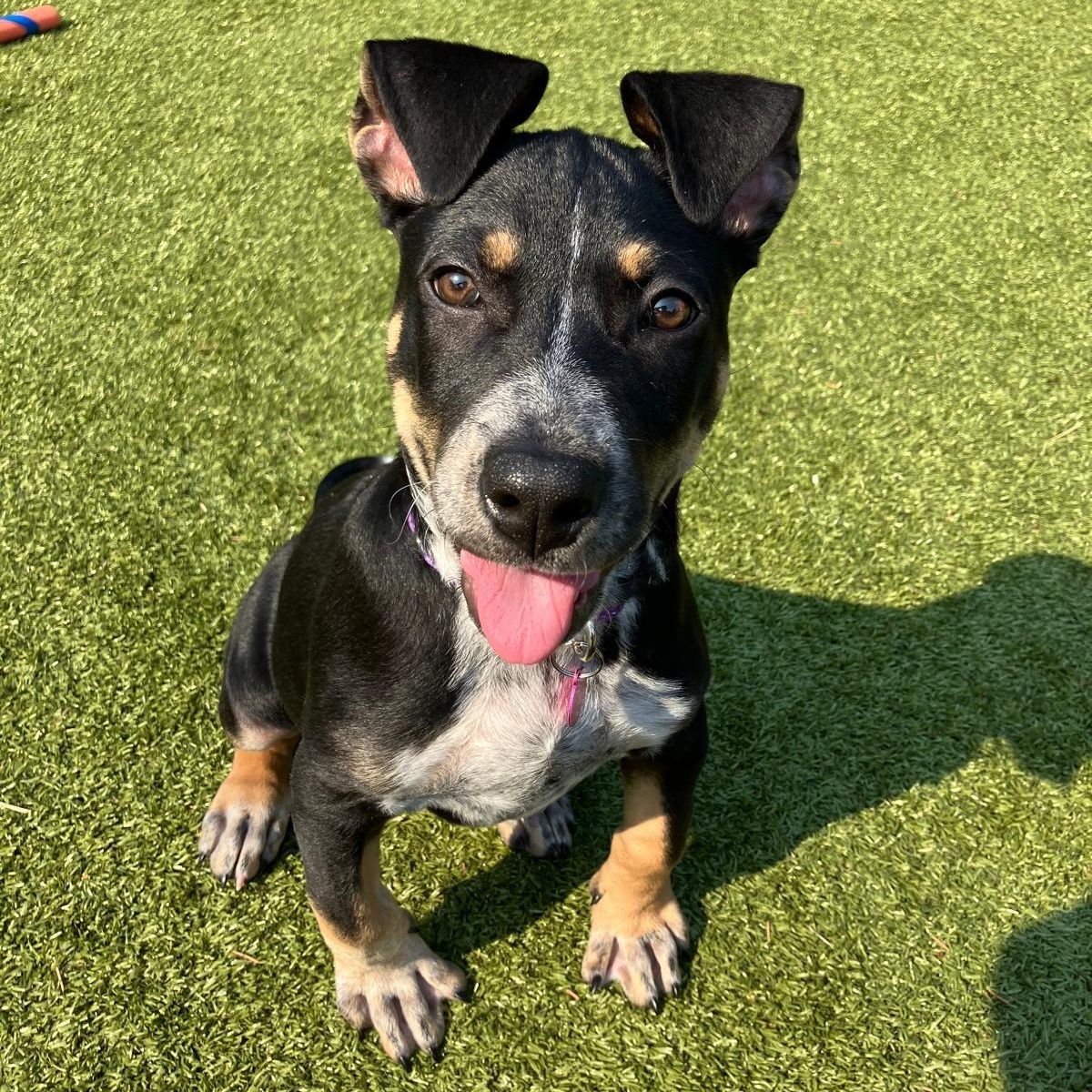 Kalypso, adopted, Puppy Female Australian Cattle Dog / Blue Heeler.
