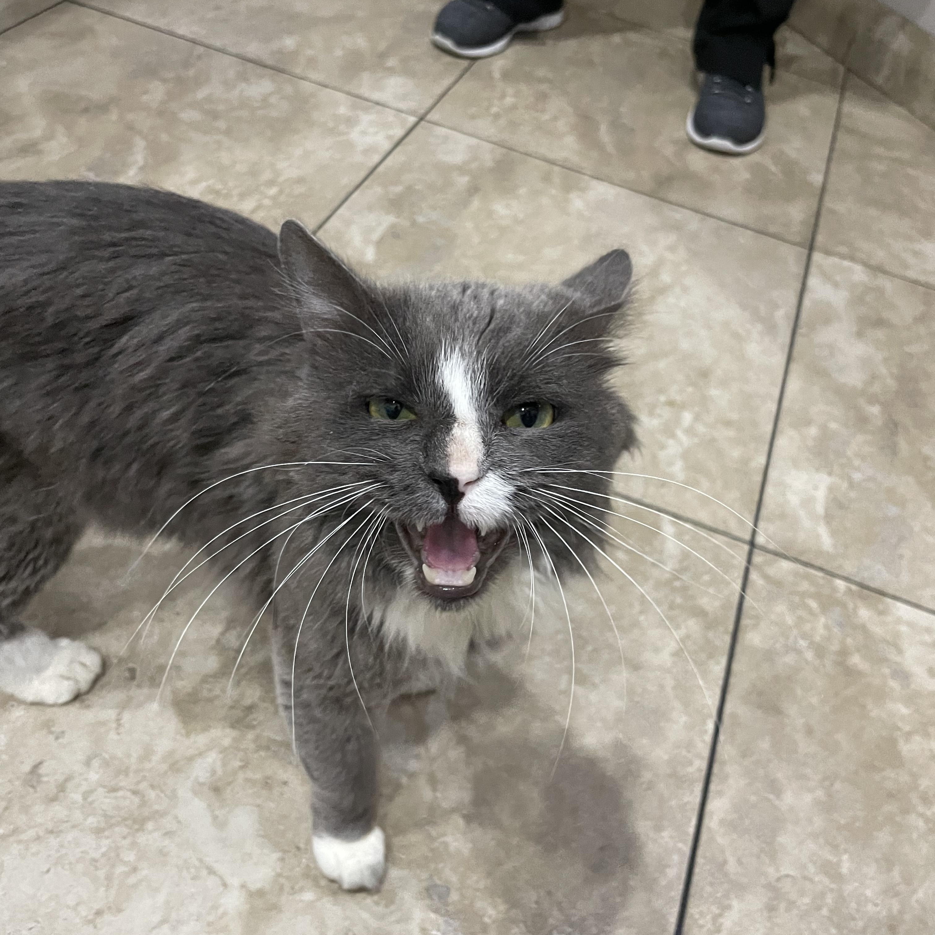 Sterling , ADOPTABLE, Young Male Domestic Long Hair.