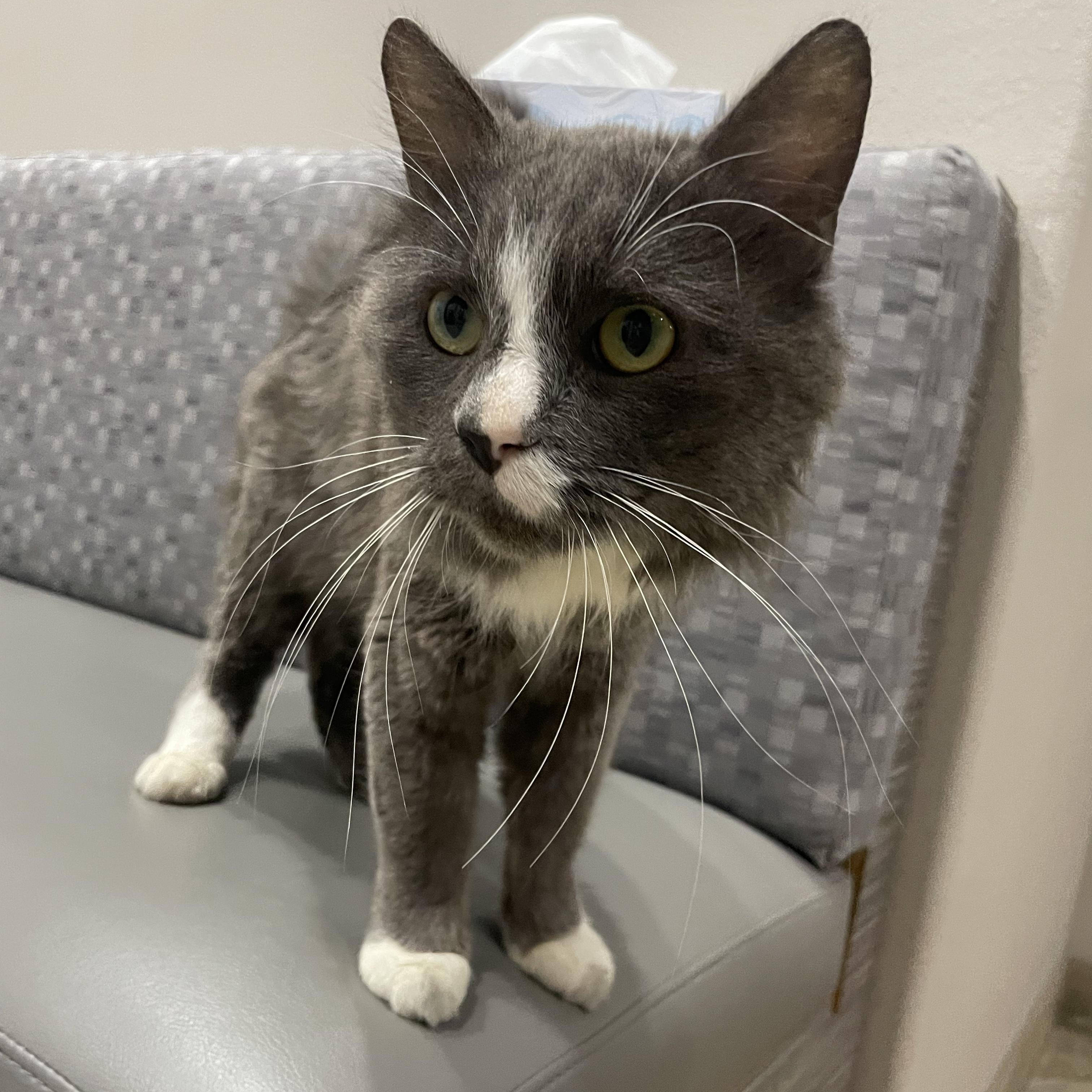 Sterling , a ADOPTABLE Domestic Long Hair image 2/3