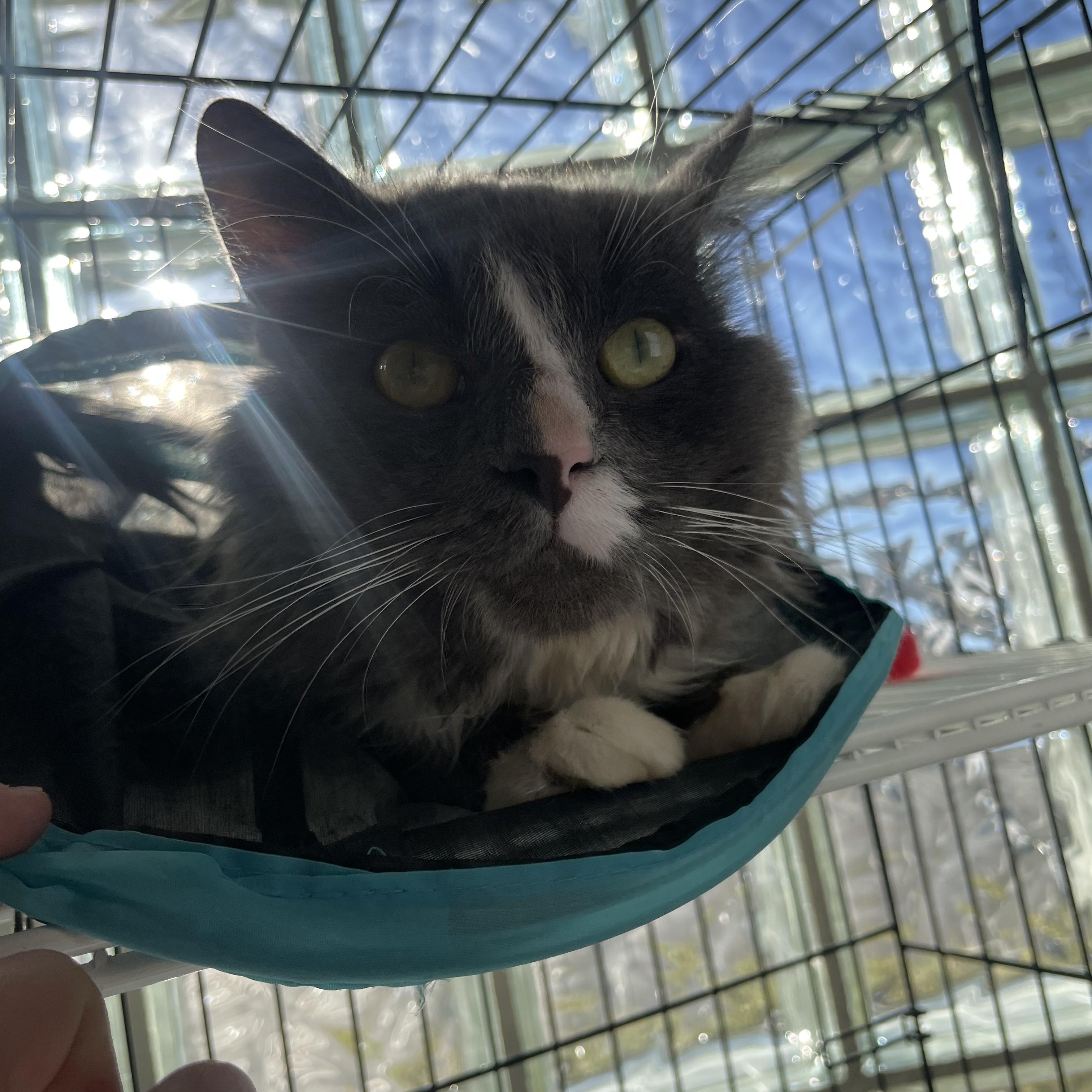 Sterling , a ADOPTABLE Domestic Long Hair image 3/3