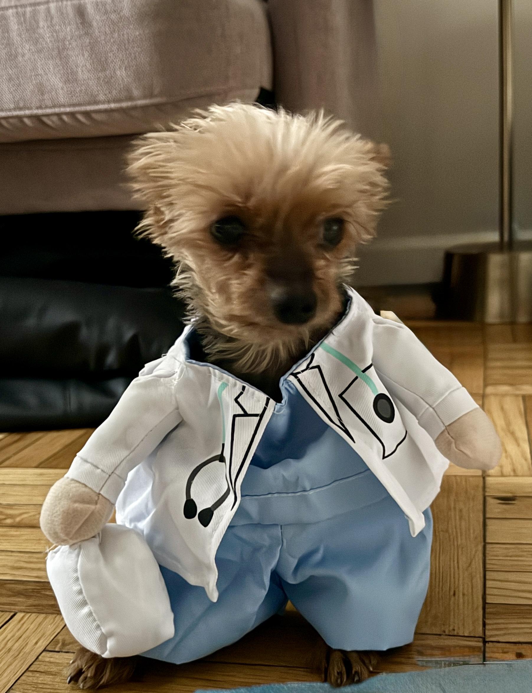 Doctor Hadassah: smart, sweet and very very special, Adoptable, Adult Female Yorkshire Terrier.