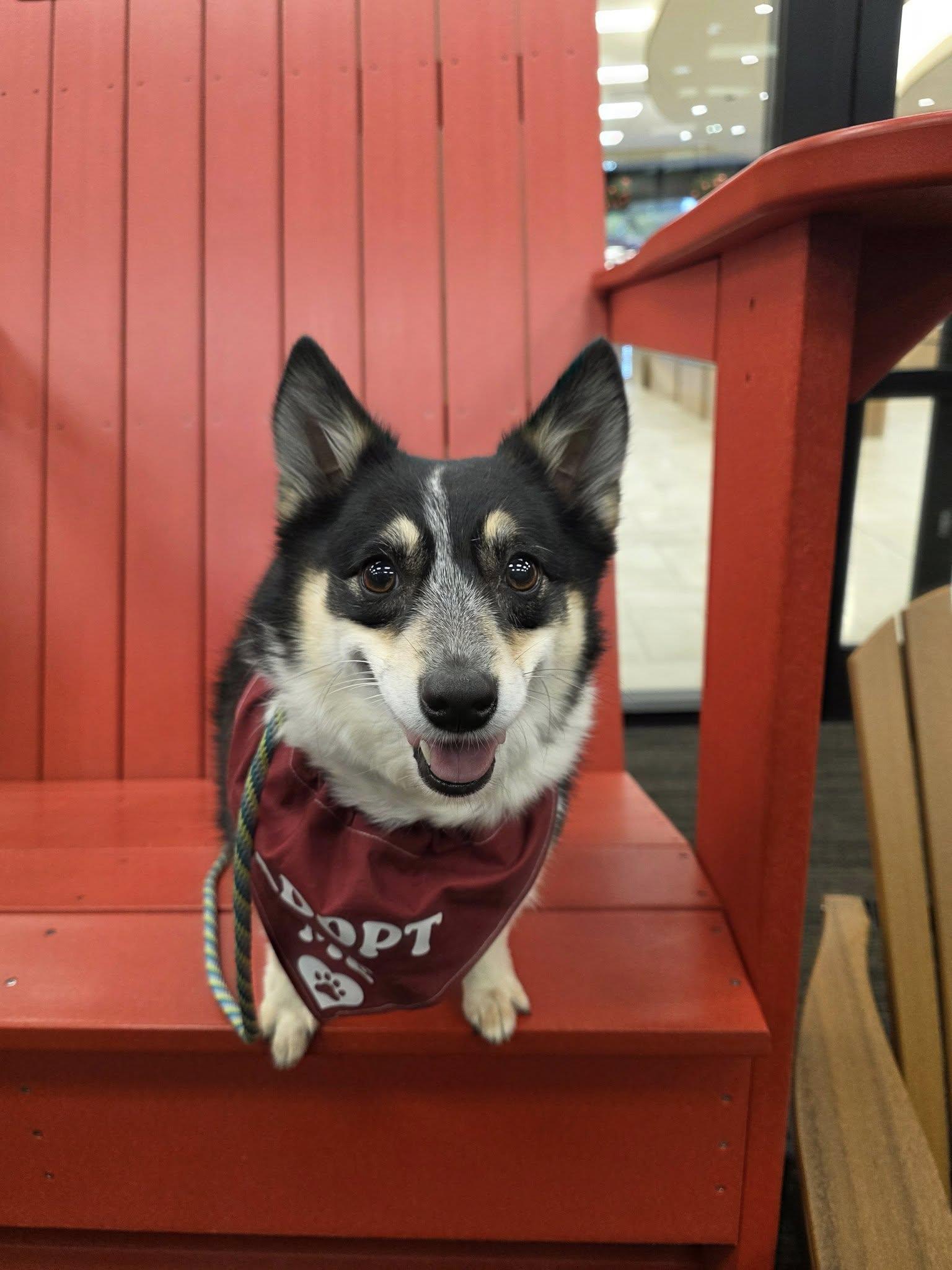 Anu, an adopted mixed breed in Broken Arrow, OK image 1/2