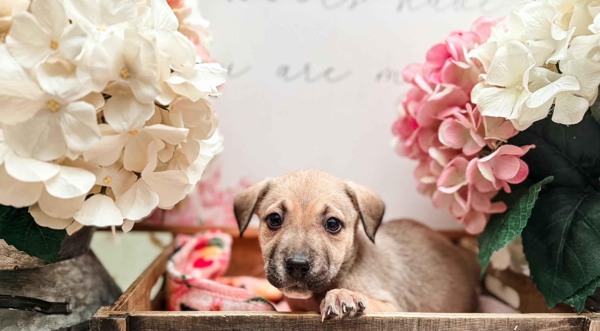 Chausie , Adoptable, Young Female Labrador Retriever.