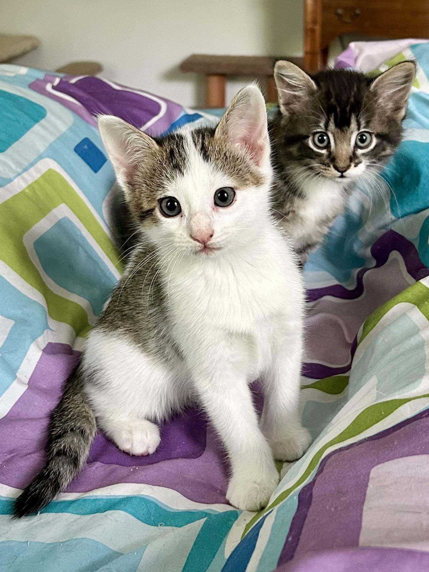Kittens Chai and Mocha, a ADOPTABLE Domestic Medium Hair in Granby, CT image 1/3
