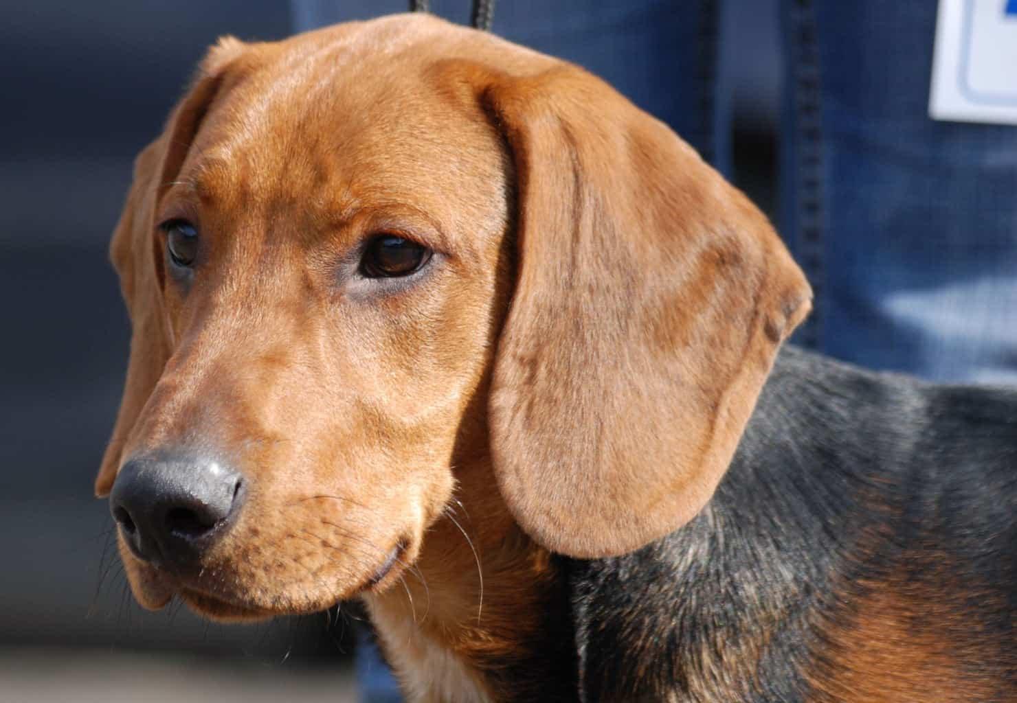 Bagel, ADOPTABLE, Young Male Beagle.