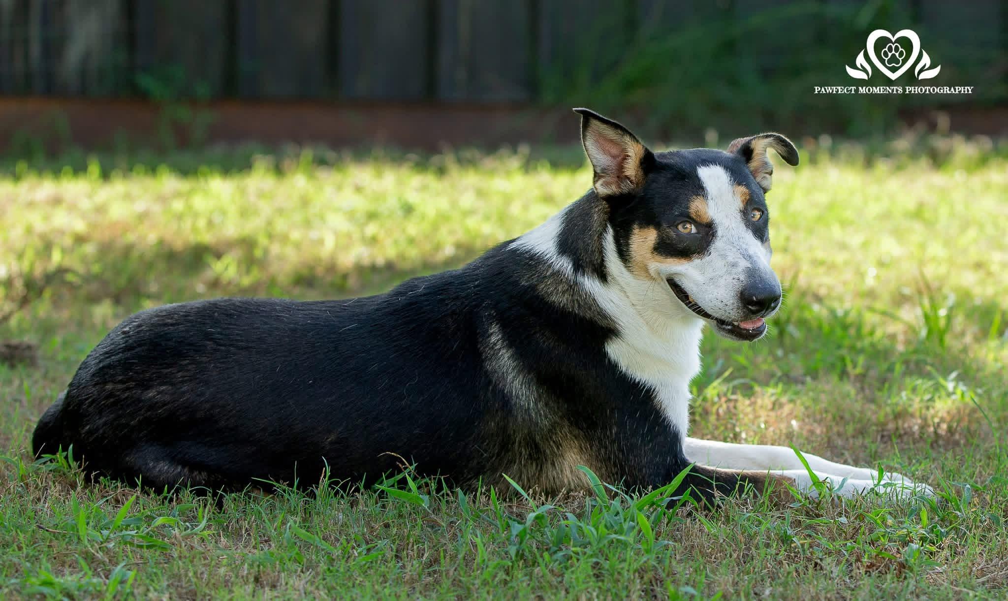 Enlarge Pinky, a Adoptable mixed breed in Seattle, WA image 3/5