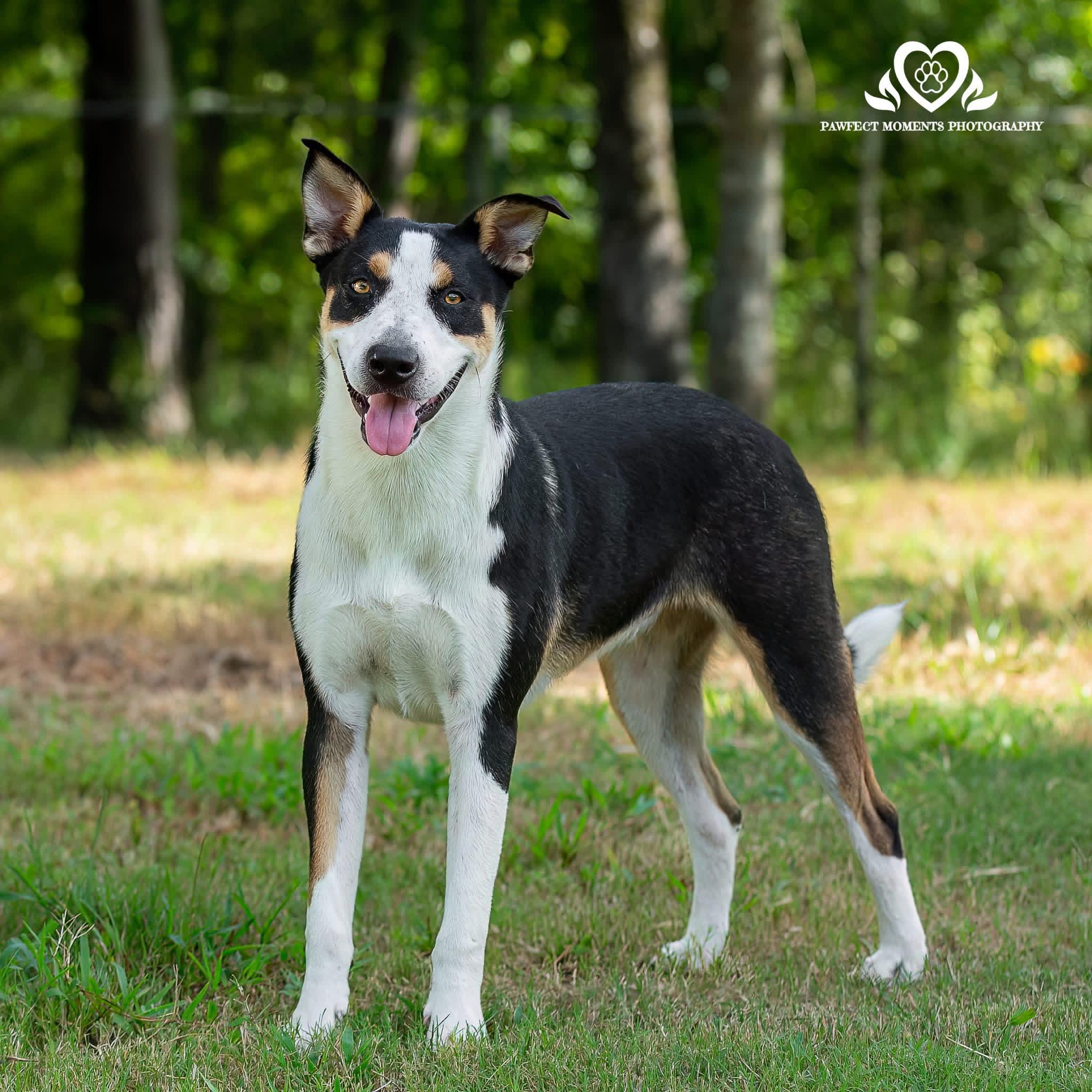 Enlarge Pinky, a Adoptable mixed breed in Seattle, WA image 5/5