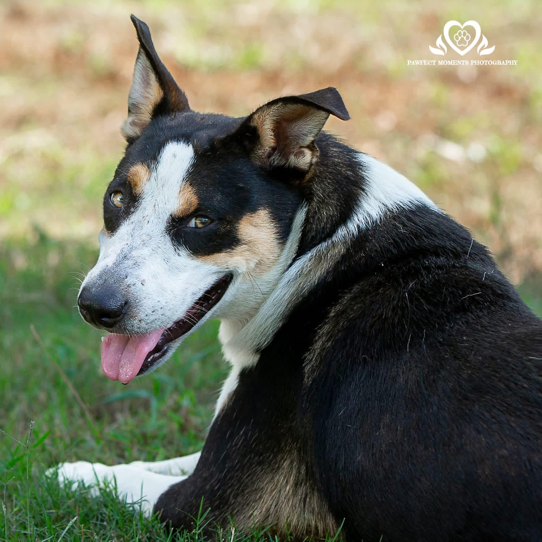 Enlarge Pinky, a Adoptable mixed breed in Seattle, WA image 2/5
