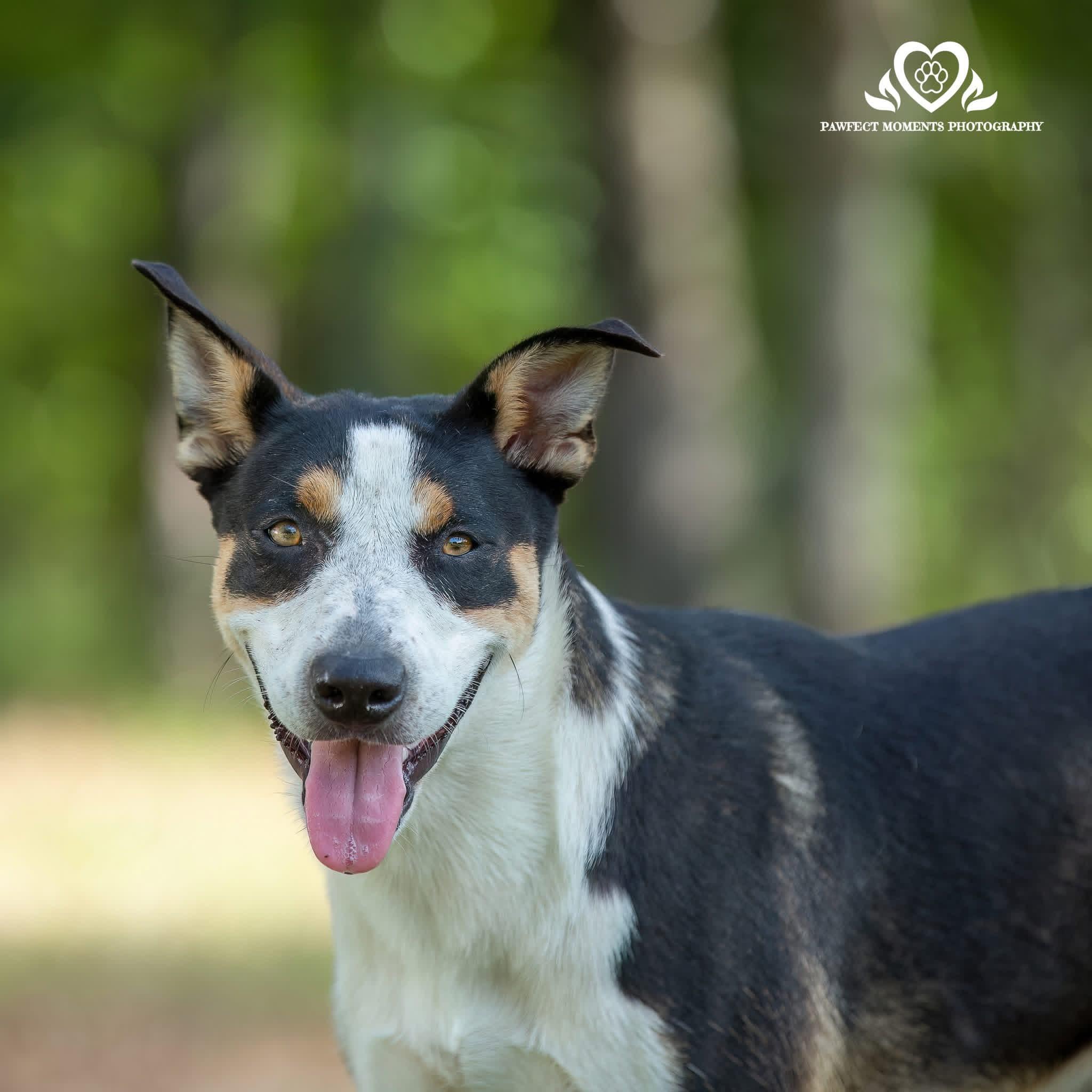 Enlarge Pinky, a Adoptable mixed breed in Seattle, WA image 1/5