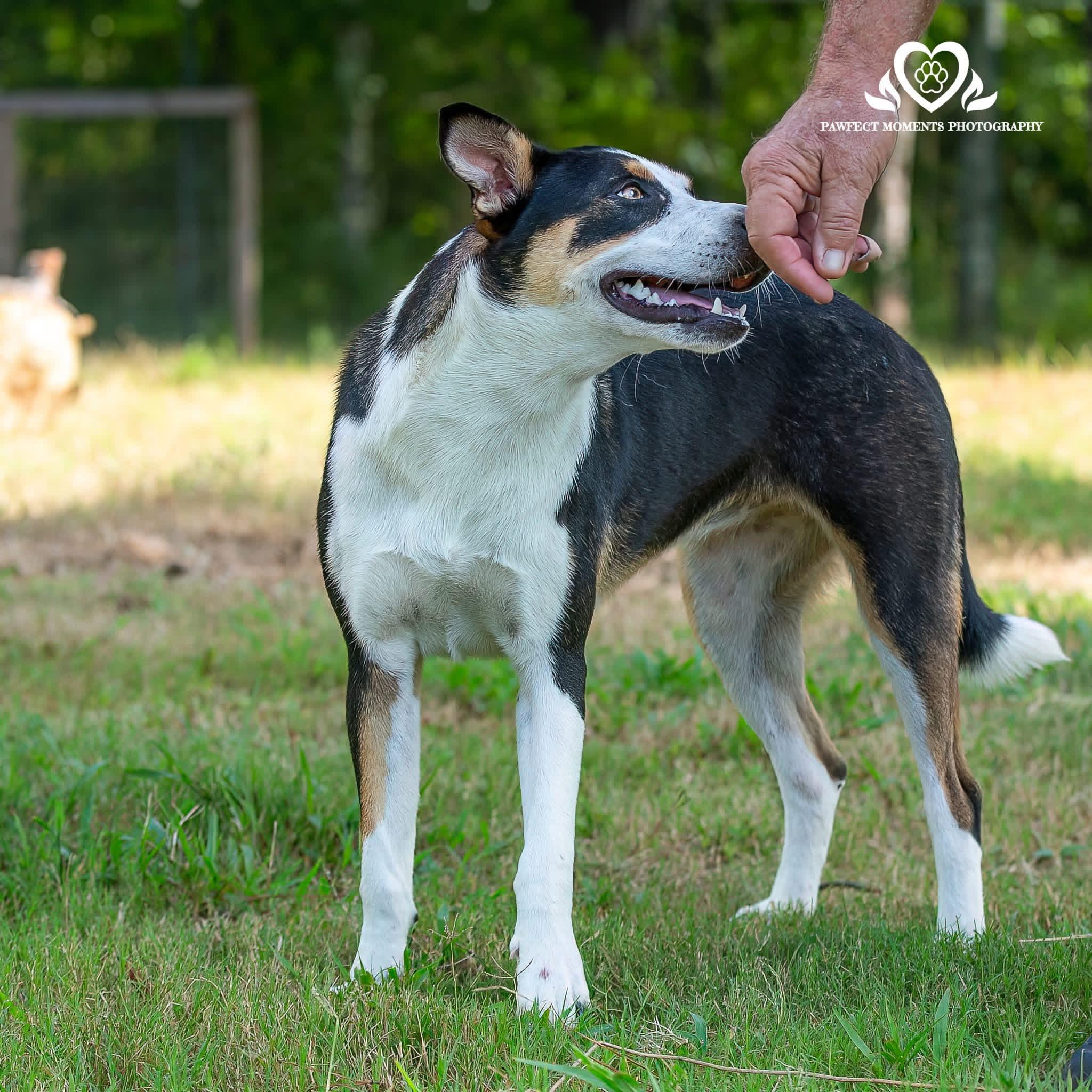Enlarge Pinky, a Adoptable mixed breed in Seattle, WA image 4/5