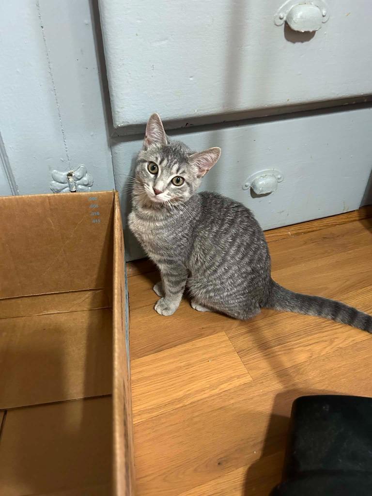 Gracie, Adoptable, Kitten Female American Shorthair.
