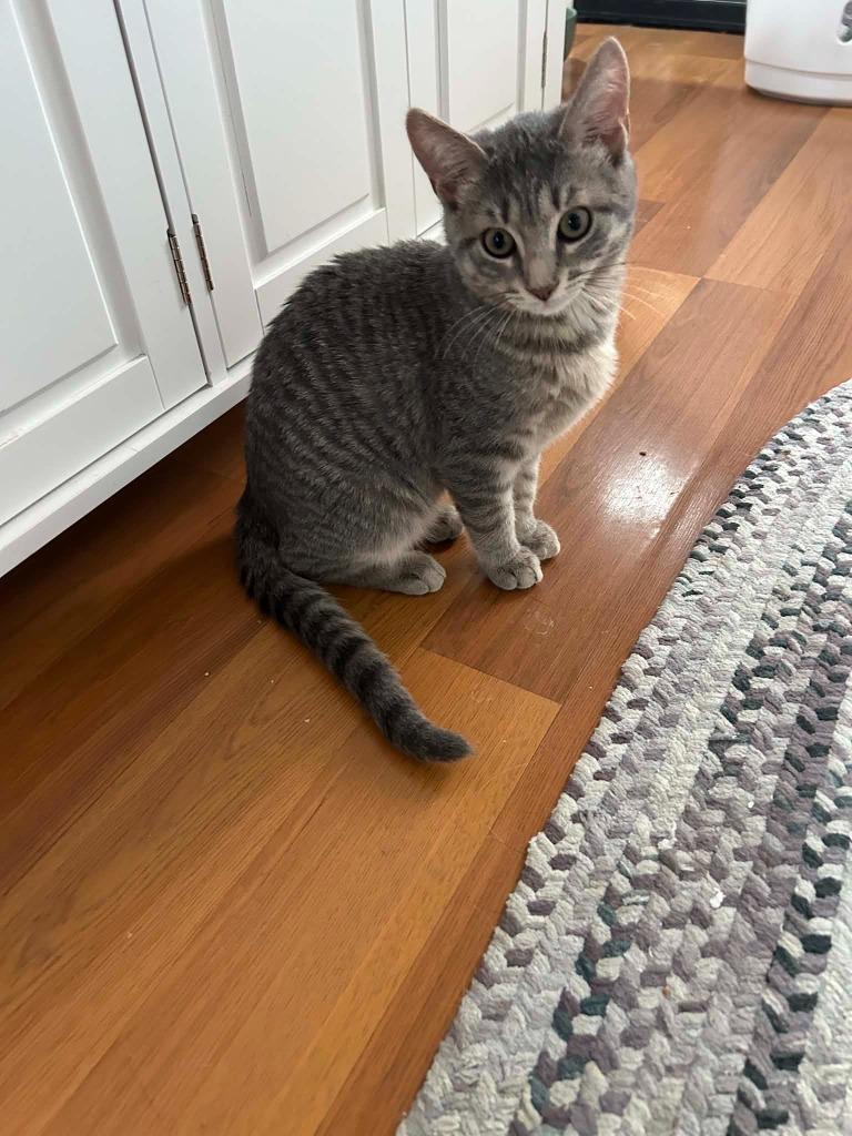 Enlarge Gracie, a Adoptable American Shorthair in Hagaman, NY image 2/6