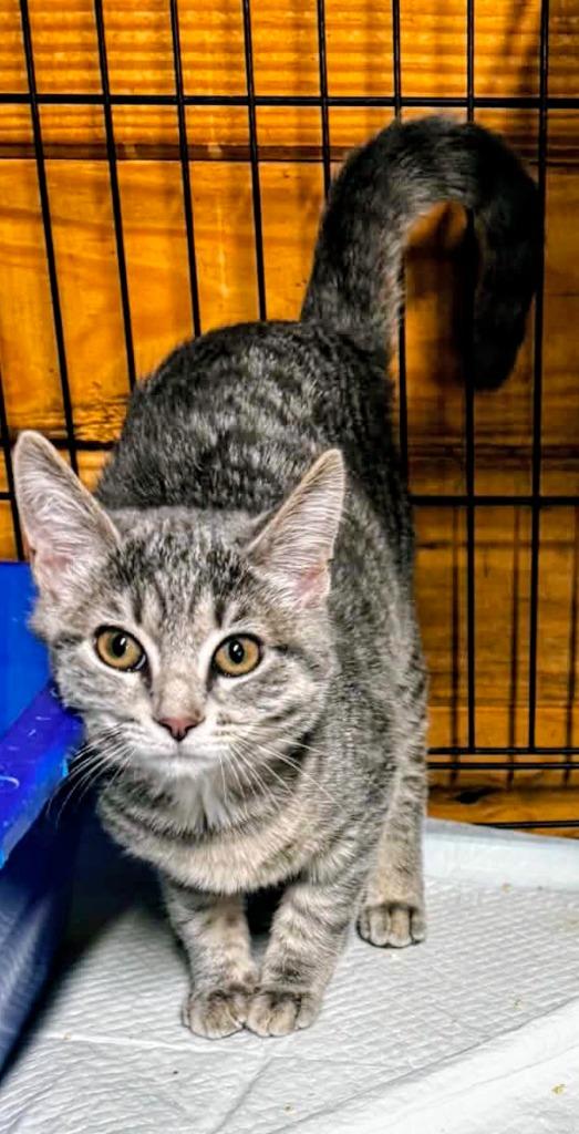 Enlarge Gracie, a Adoptable American Shorthair in Hagaman, NY image 3/6