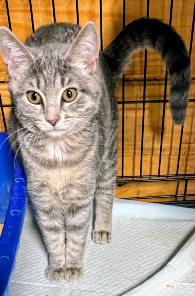 Enlarge Gracie, a Adoptable American Shorthair in Hagaman, NY image 4/6