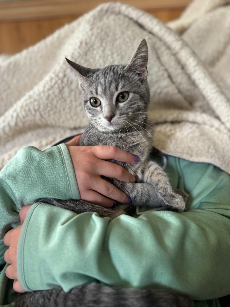 Enlarge Gracie, a Adoptable American Shorthair in Hagaman, NY image 5/6