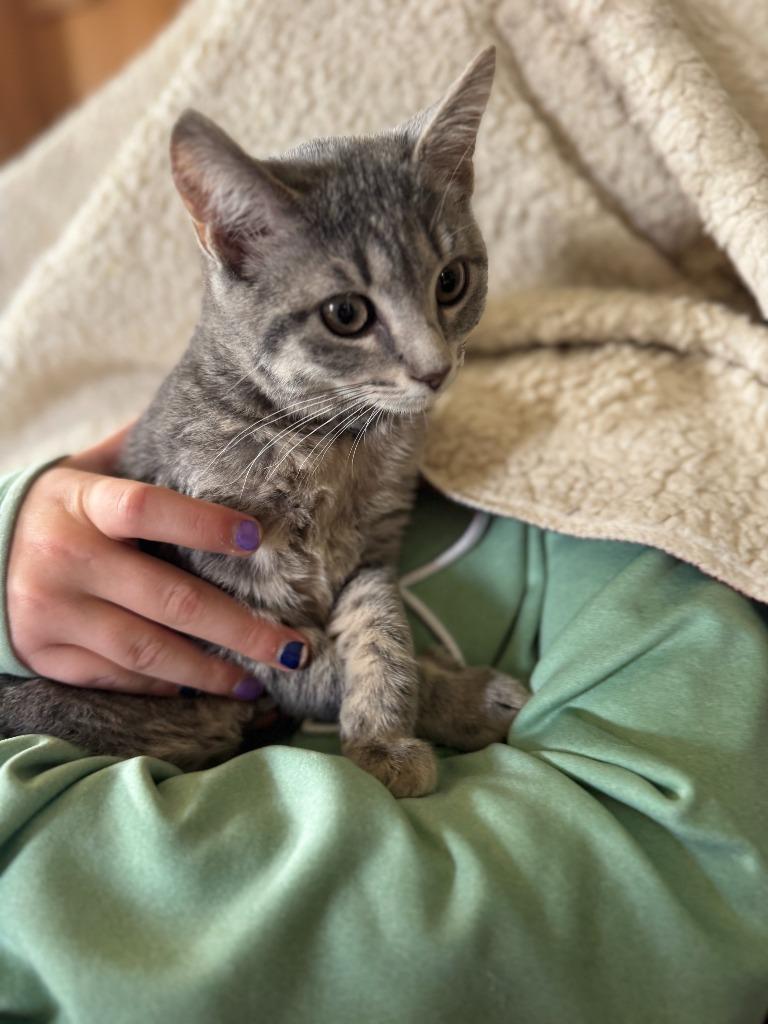 Enlarge Gracie, a Adoptable American Shorthair in Hagaman, NY image 6/6