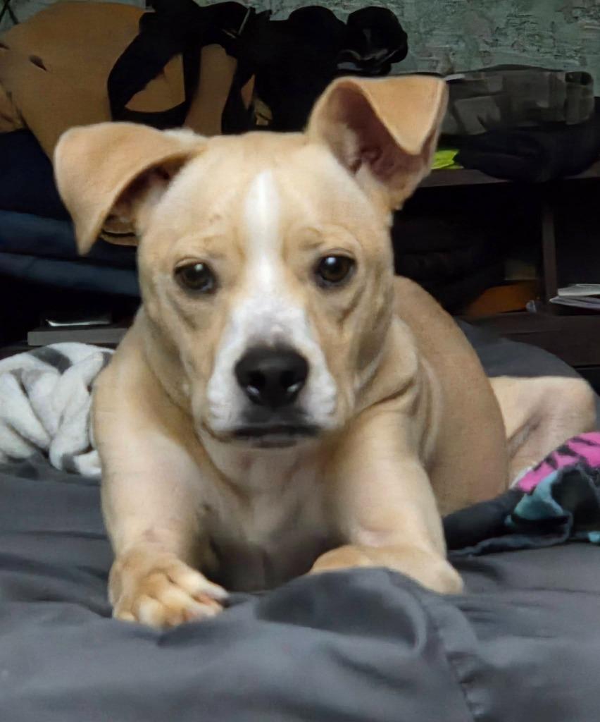 Cam, Adoptable, Young Male Pit Bull Terrier & Terrier.