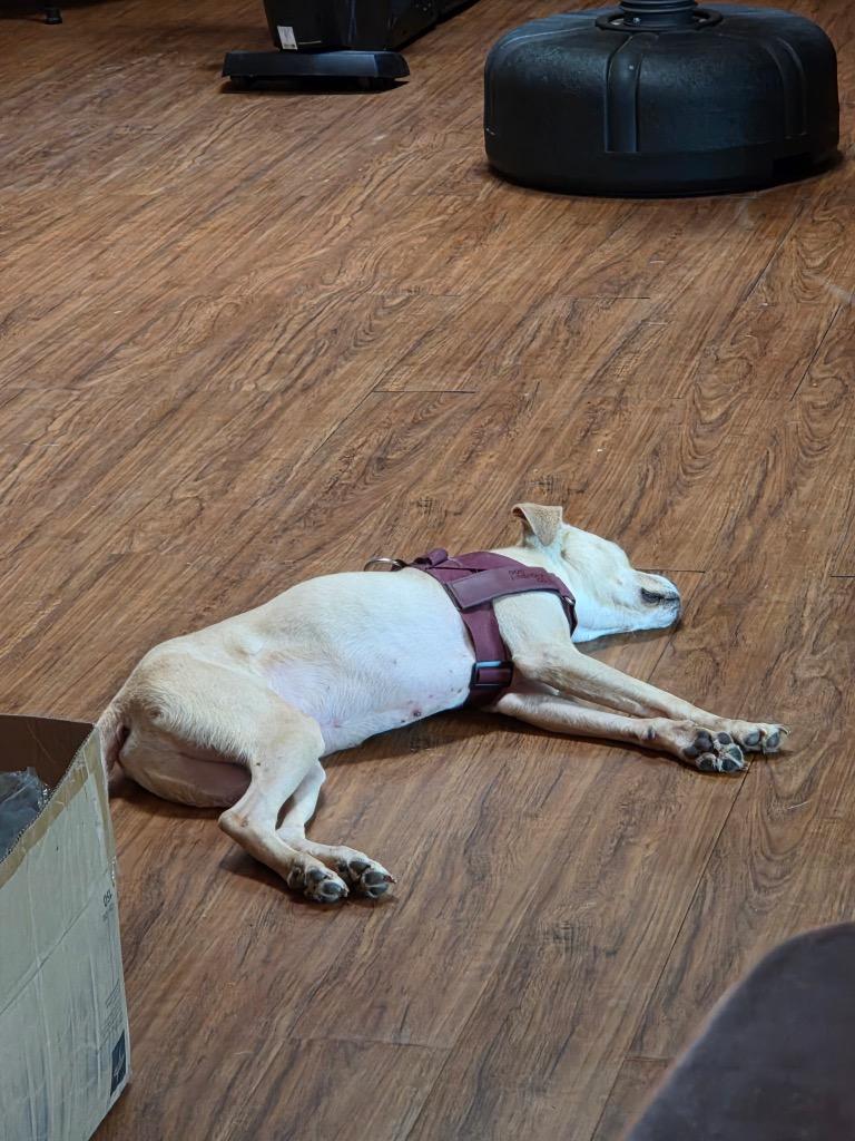Enlarge Cam, a Adoptable mixed breed in Edmond, OK image 2/6