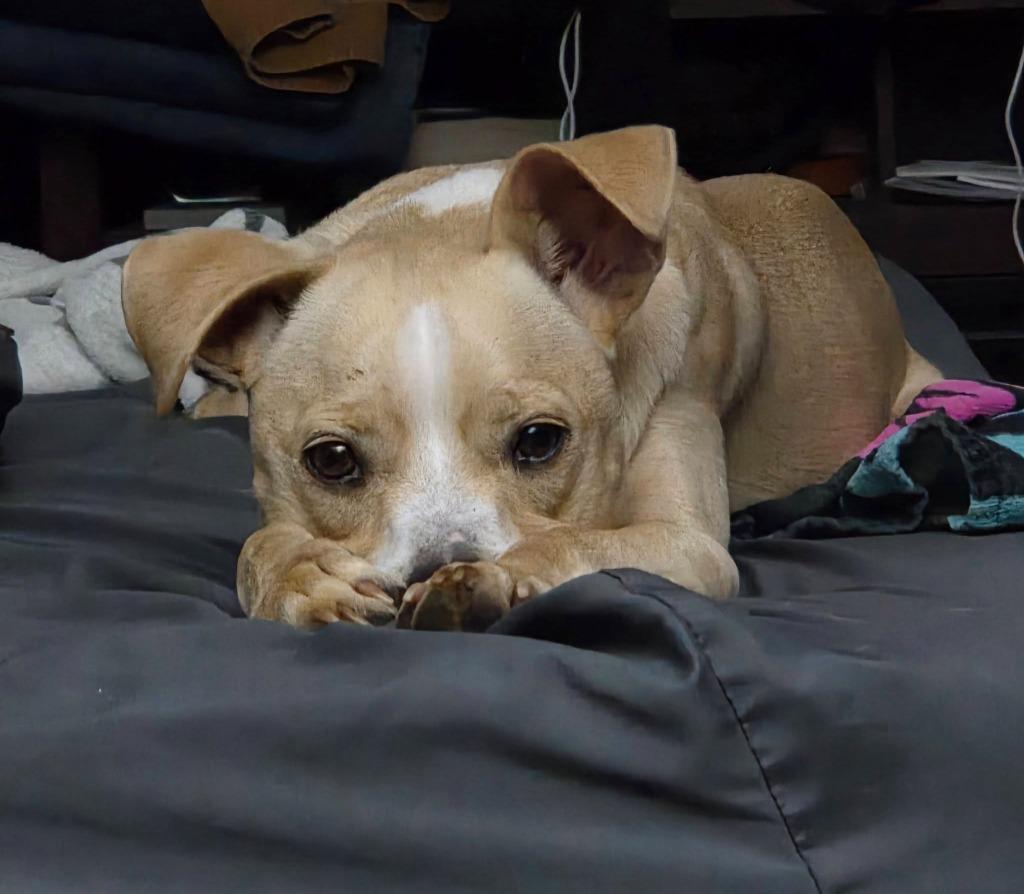 Enlarge Cam, a Adoptable mixed breed in Edmond, OK image 3/6