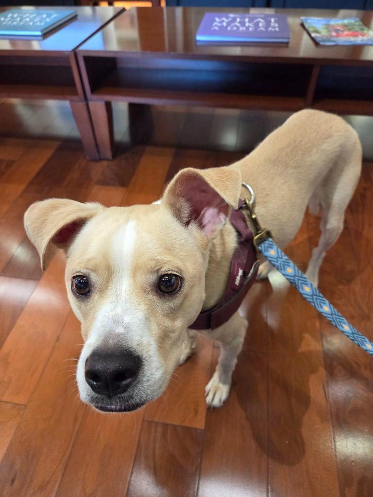 Enlarge Cam, a Adoptable mixed breed in Edmond, OK image 4/6