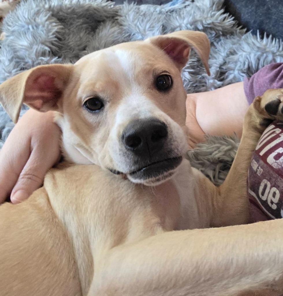 Enlarge Cam, a Adoptable mixed breed in Edmond, OK image 5/6