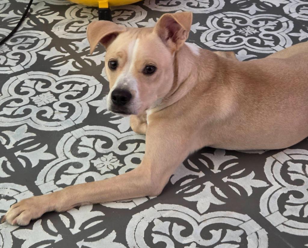 Enlarge Cam, a Adoptable mixed breed in Edmond, OK image 6/6