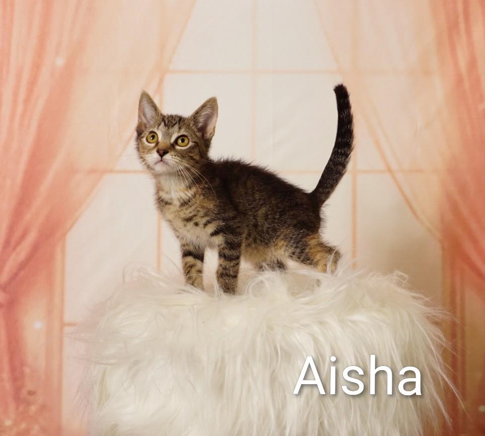 Aisha, an adoptable Domestic Short Hair in Waterloo, IA image 2/5