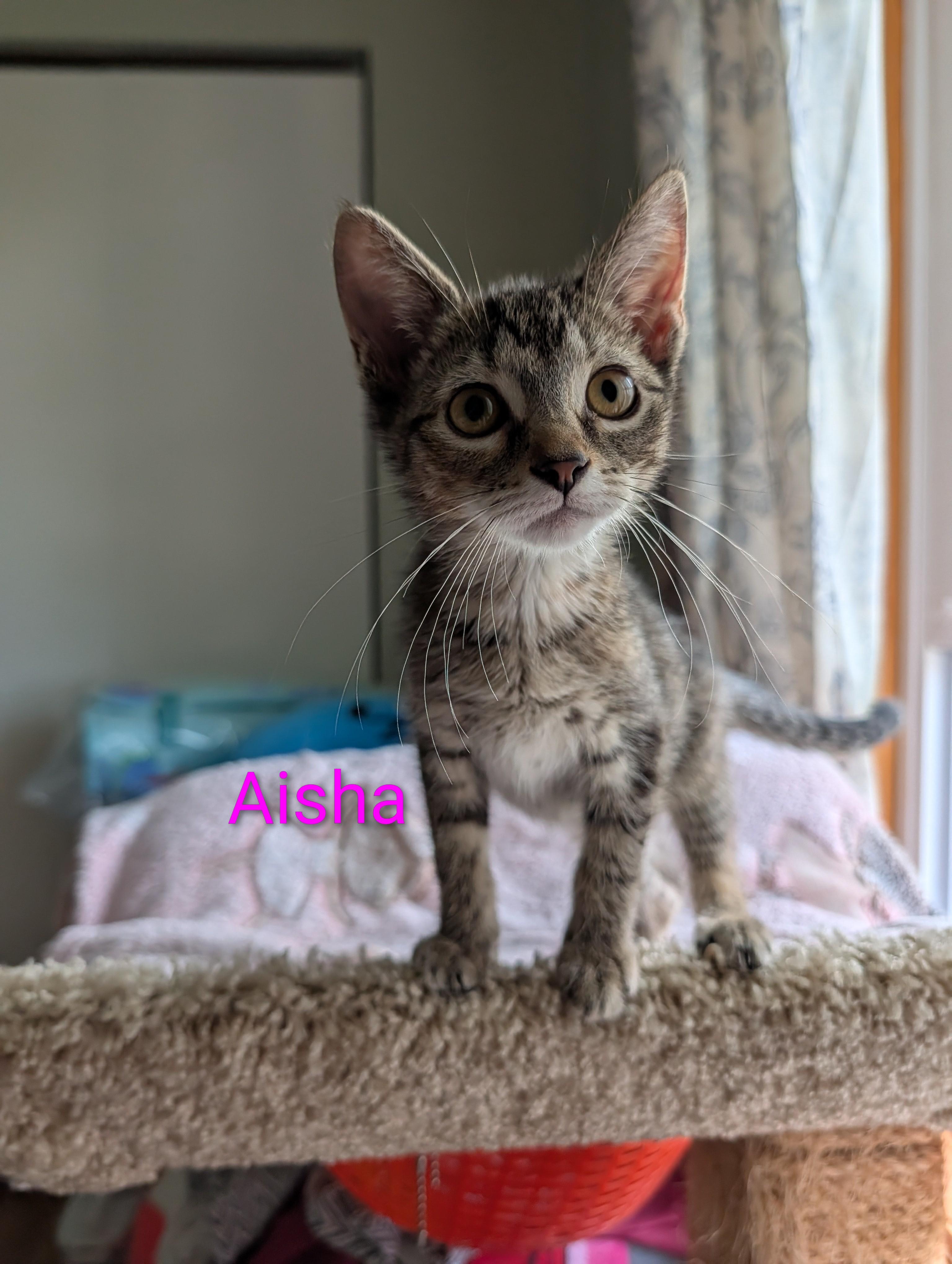 Aisha, adoptable, Kitten Female Domestic Short Hair.