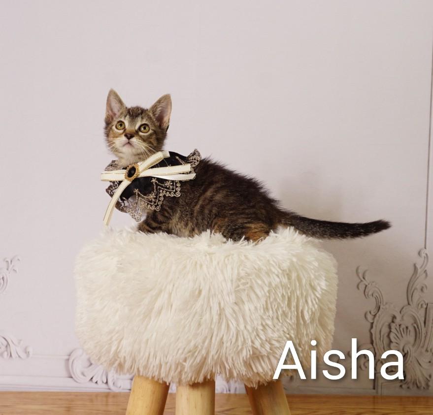 Aisha, an adoptable Domestic Short Hair in Waterloo, IA image 3/5