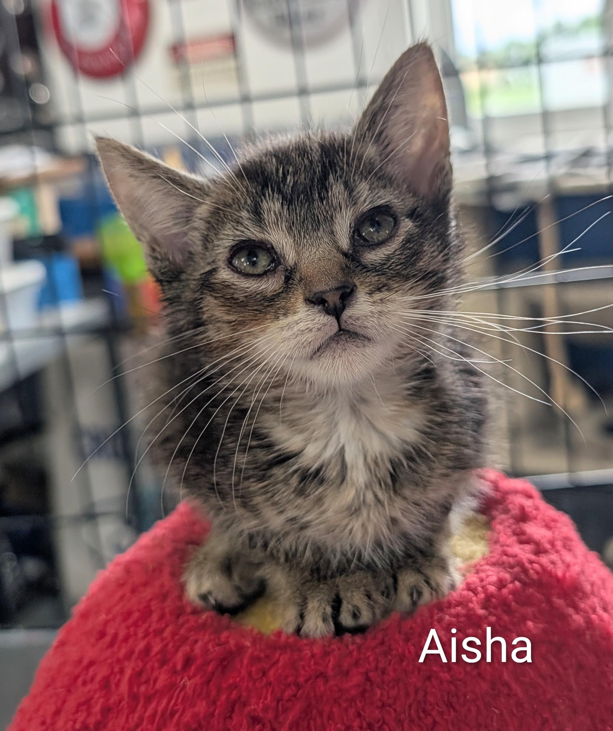 Enlarge Aisha, an adoptable Domestic Short Hair in Waterloo, IA image 2/2