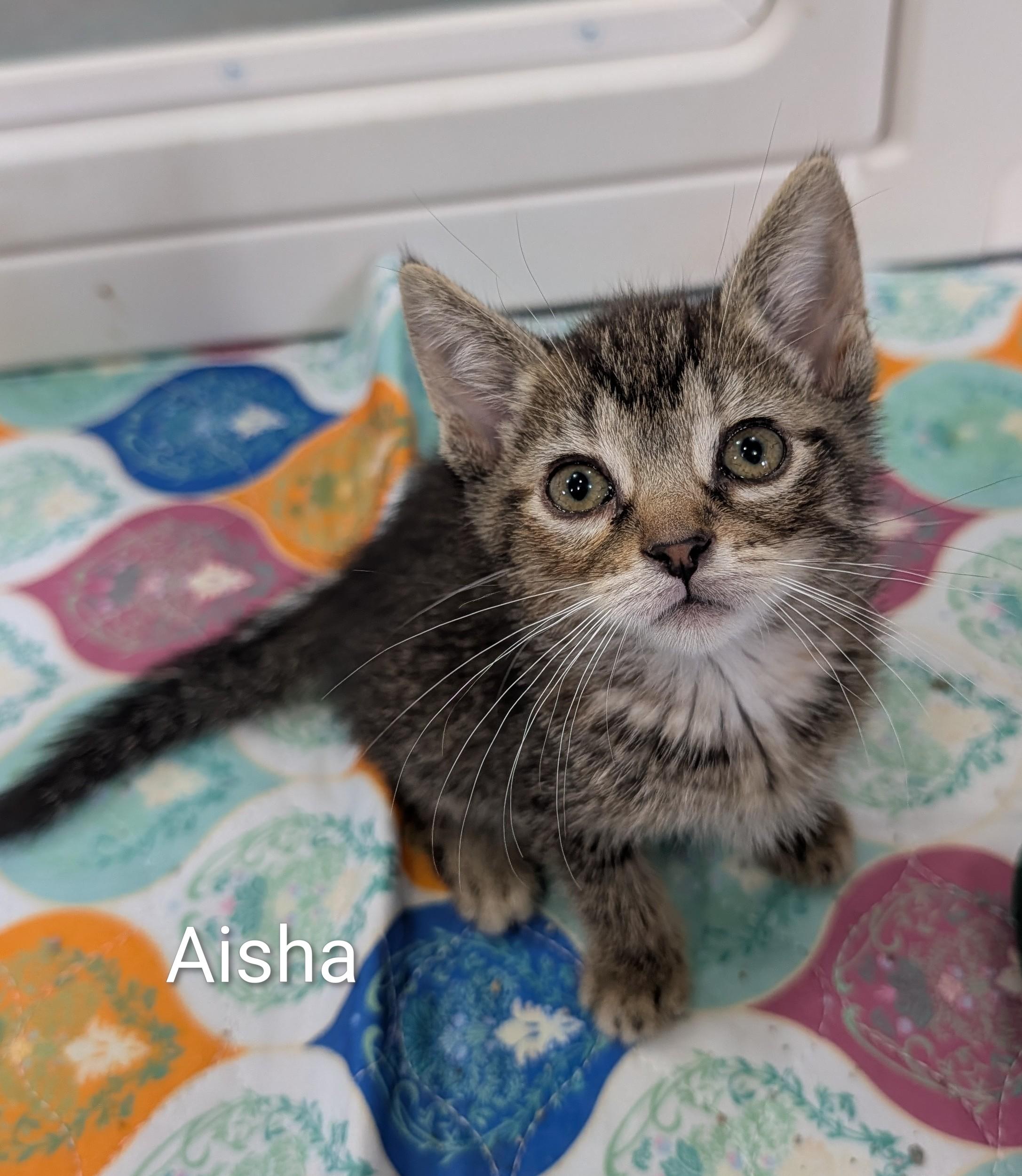 Aisha, adoptable, Kitten Female Domestic Short Hair.