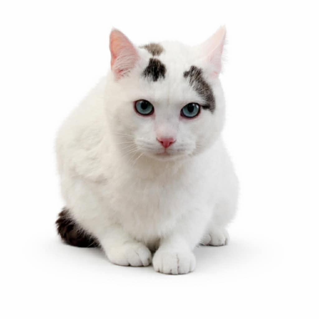 John Doe, Adoptable, Adult Male Domestic Short Hair.