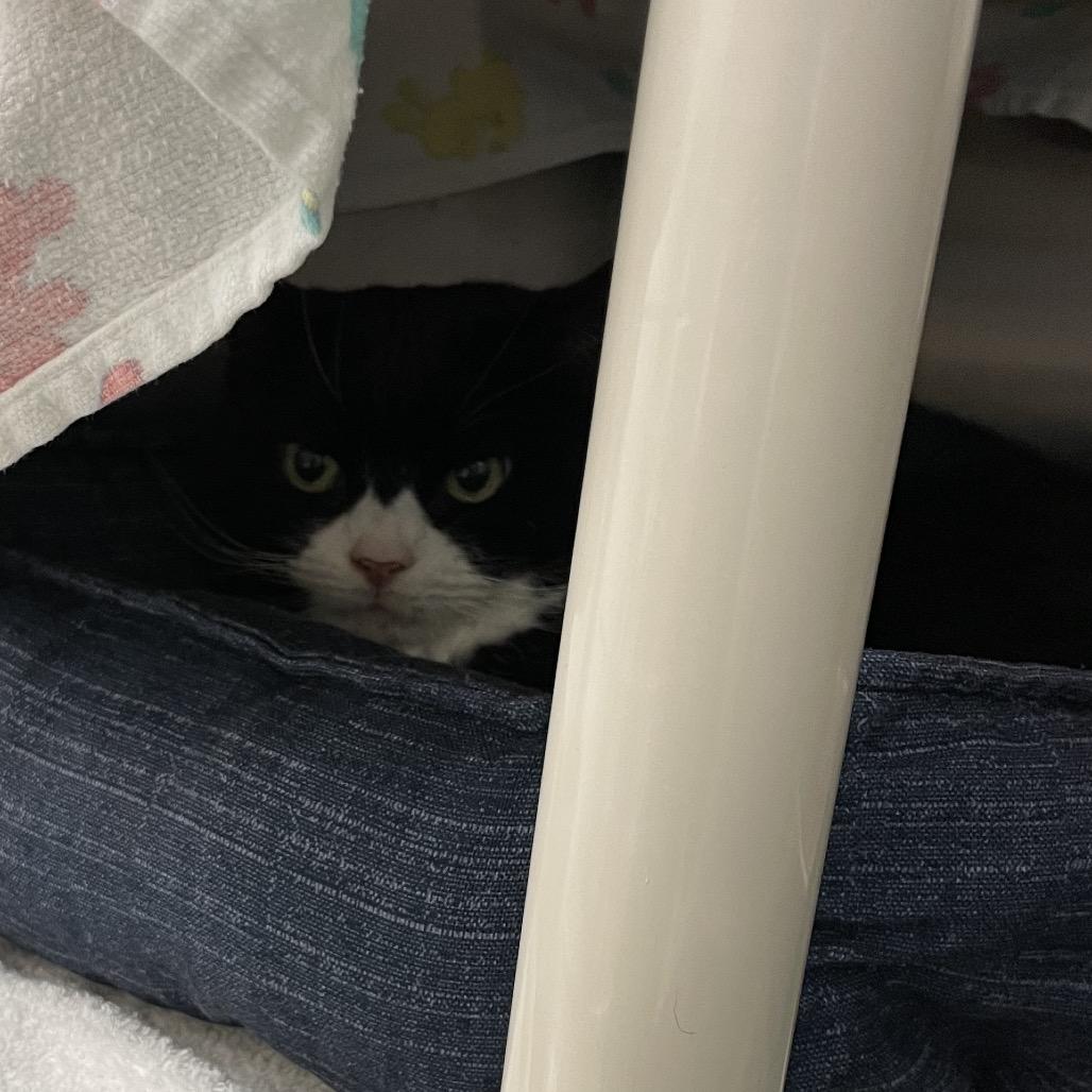 Tiana, Adoptable, Senior Female Domestic Short Hair.