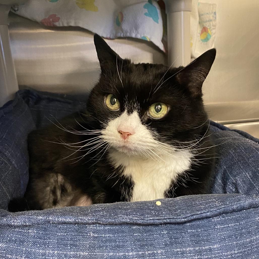 Enlarge Tiana, a Adoptable Domestic Short Hair in Enfield, NH image 2/2