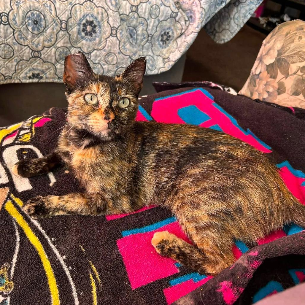 Sparkler, Adoptable, Young Female Domestic Short Hair.