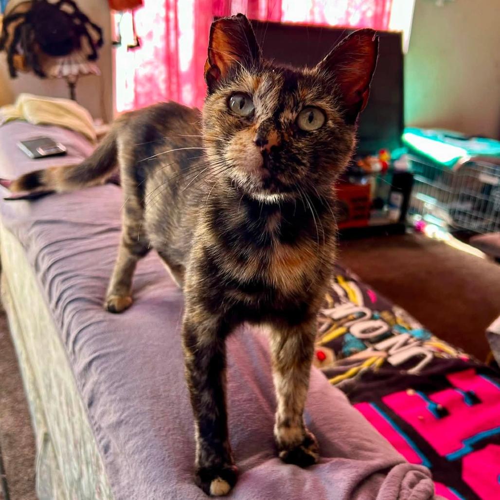 Enlarge Sparkler, a Adoptable Domestic Short Hair in San Diego, CA image 2/2