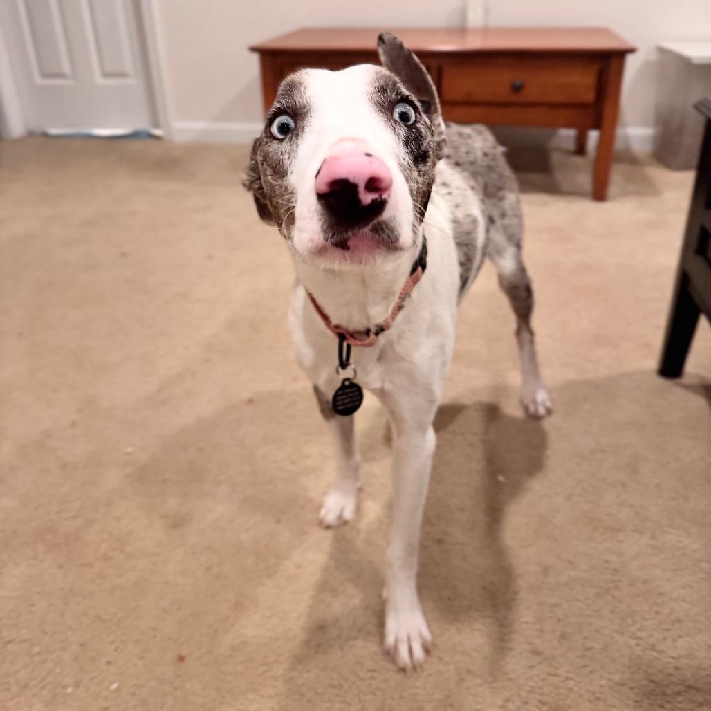 Lavender Blue, Adoptable, Adult Female Mixed Breed.