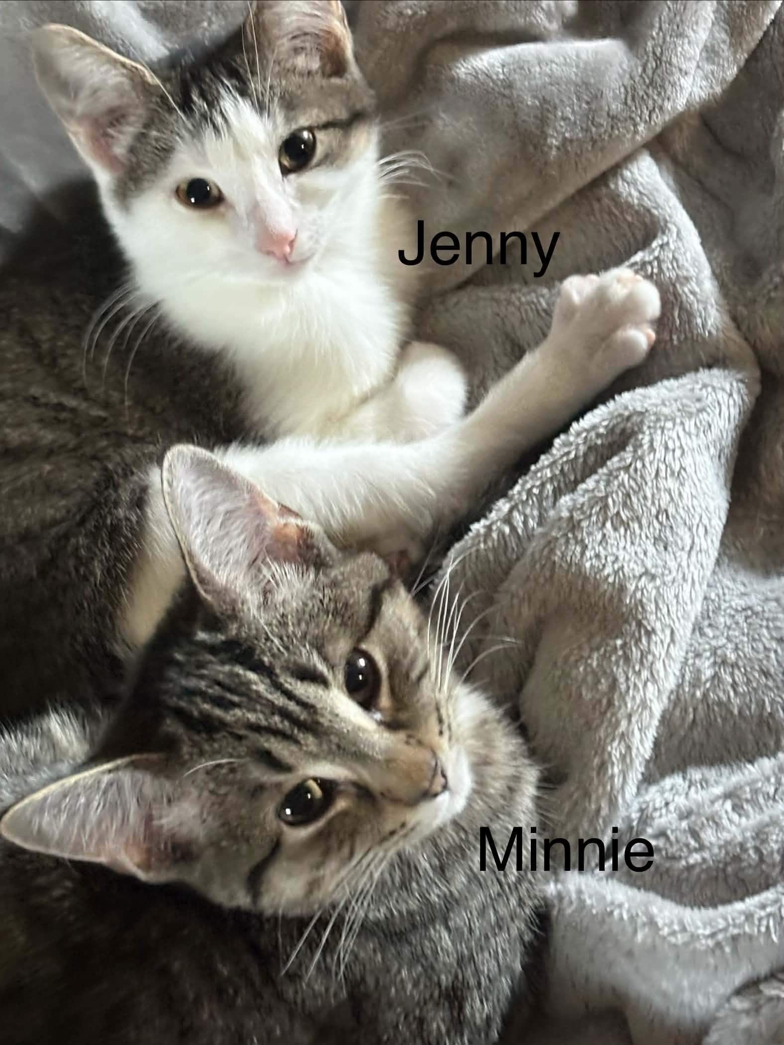Enlarge Minnie, a Adoptable Domestic Short Hair in Pointe-Claire, QC image 3/3