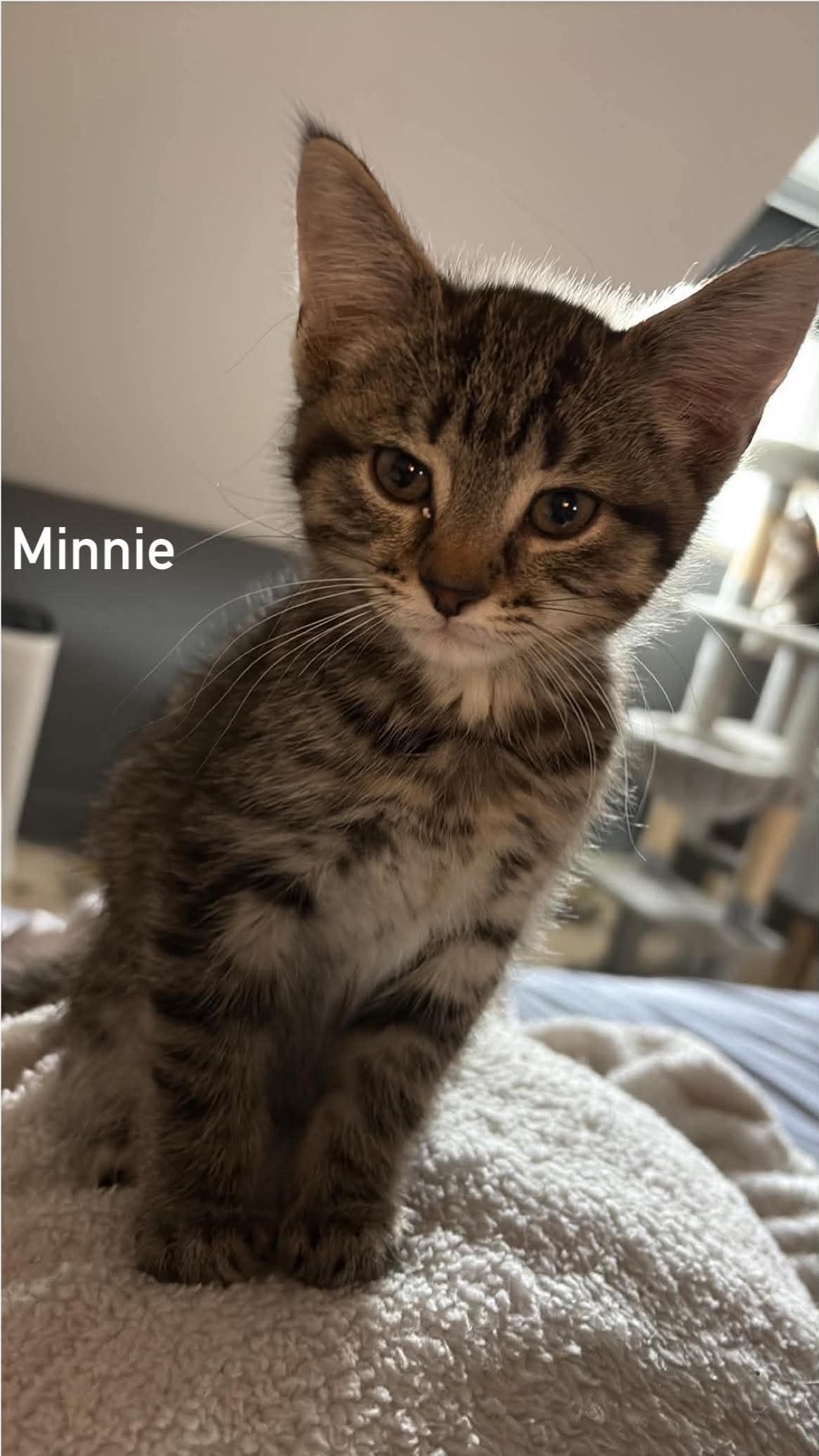 Minnie, Adoptable, Kitten Female Domestic Short Hair.