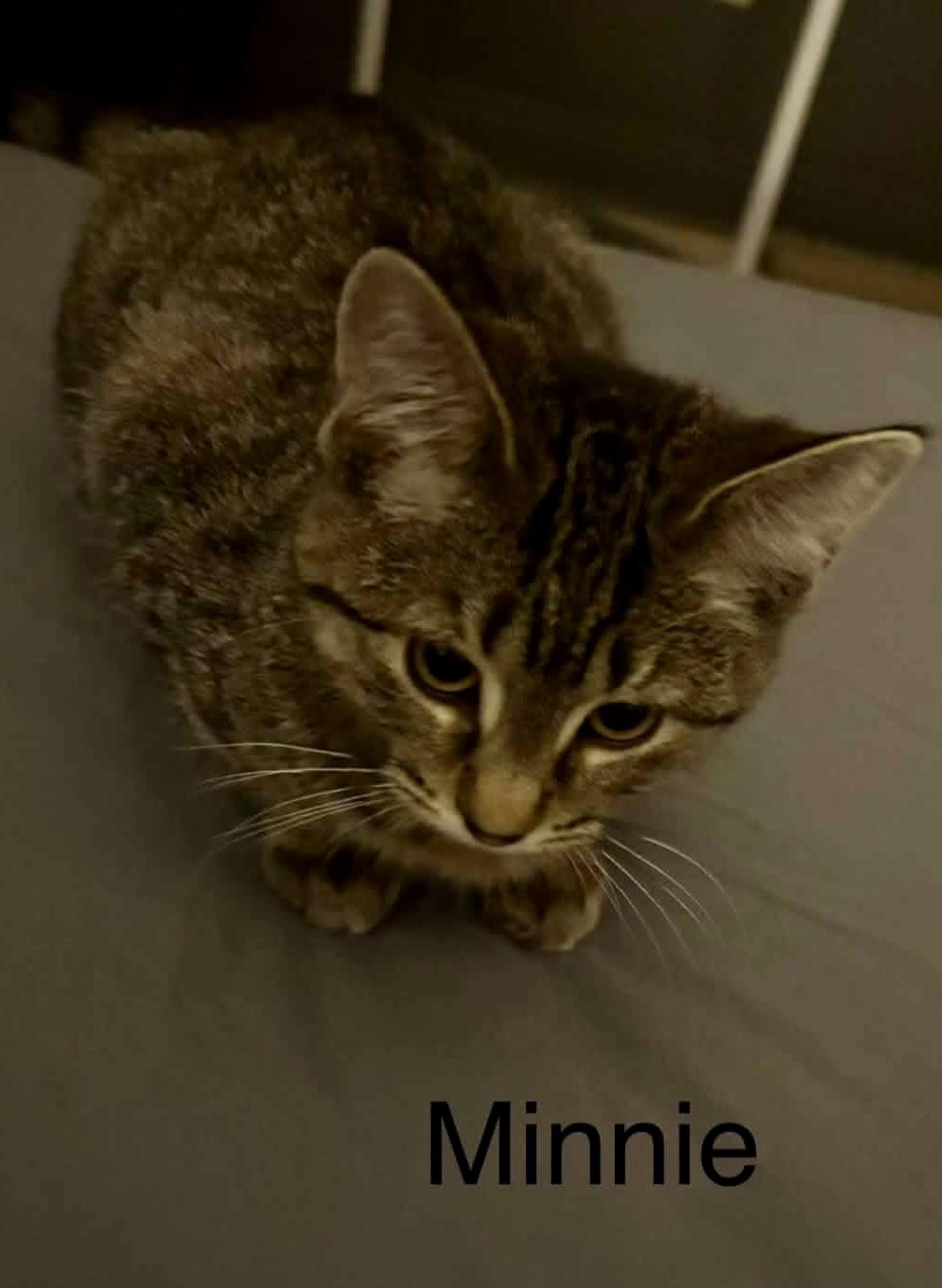 Enlarge Minnie, a Adoptable Domestic Short Hair in Pointe-Claire, QC image 2/3