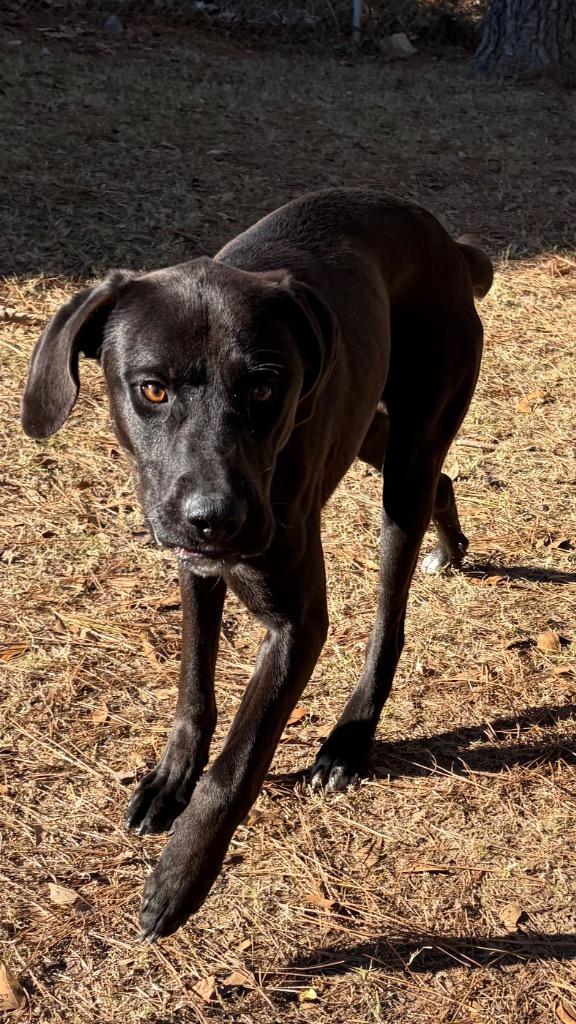 Kane, Adoptable, Young Male Labrador Retriever.