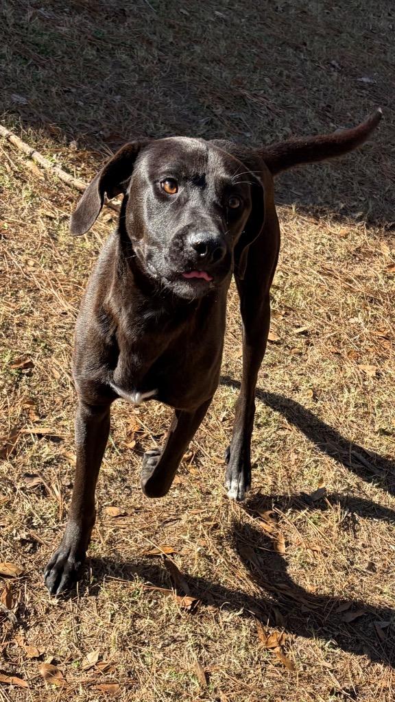 Enlarge Kane, a Adoptable Labrador Retriever in Little Rock, AR image 2/2