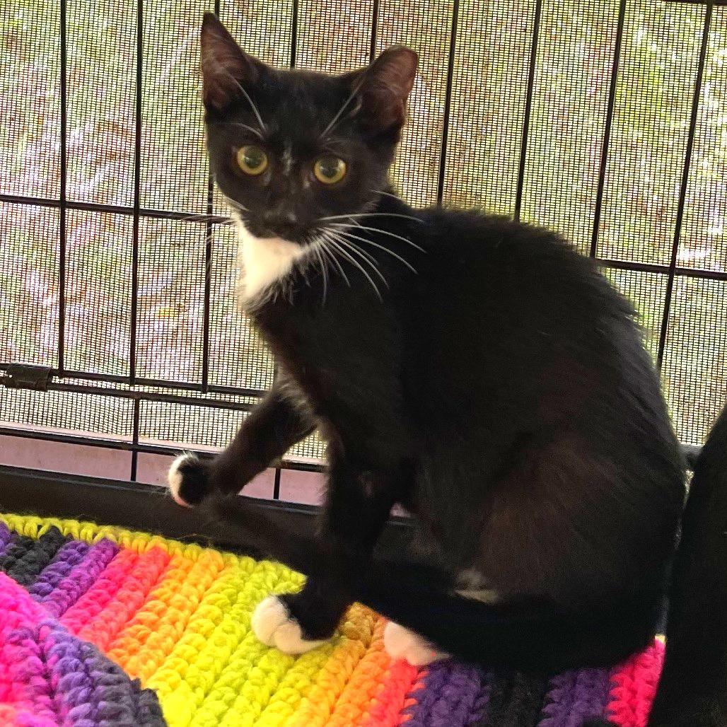 Enlarge Bear, a Adoptable Domestic Short Hair in Pahoa, HI image 1/2