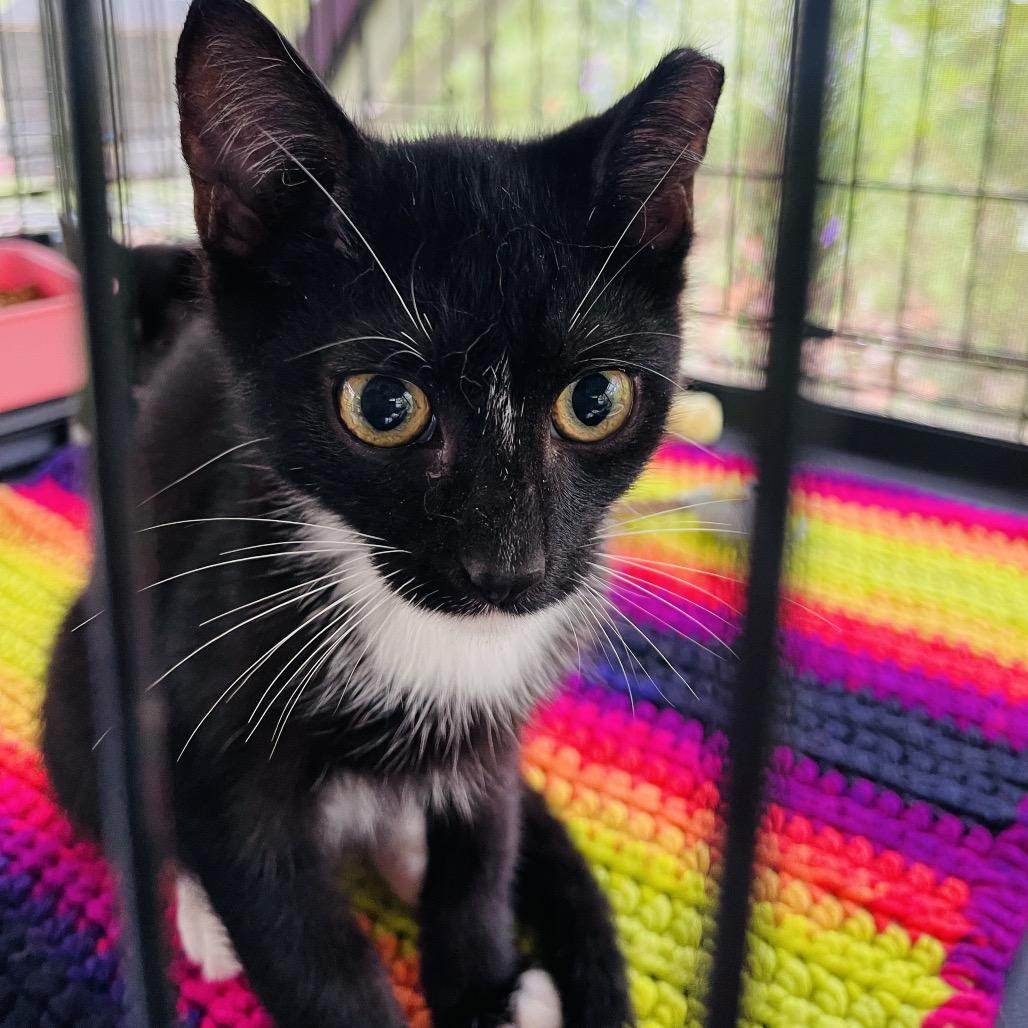 Enlarge Bear, a Adoptable Domestic Short Hair in Pahoa, HI image 2/2