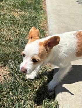 Fifi, ADOPTABLE, Young Female Jack Russell Terrier.