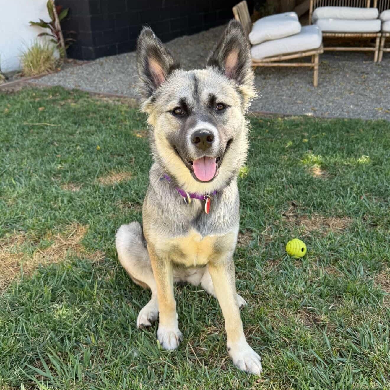 Cinnamon Toast, ADOPTABLE, Young Female German Shepherd Dog & Husky.