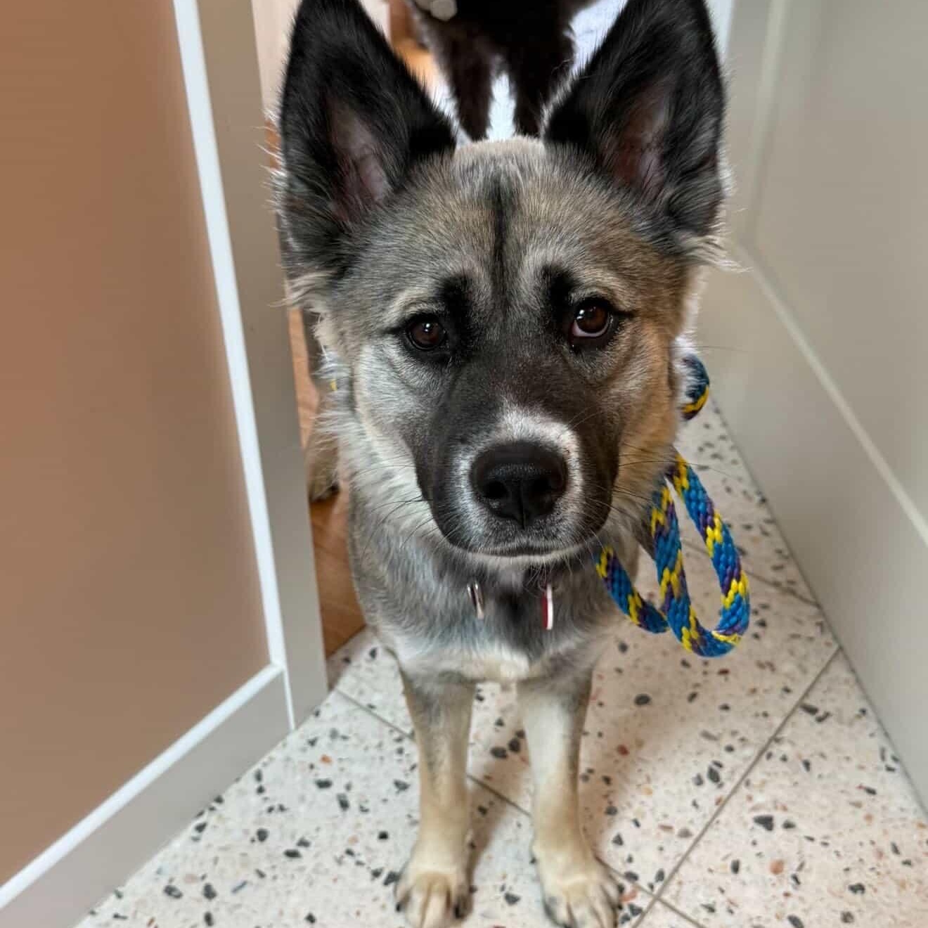 Cinnamon Toast, a ADOPTABLE mixed breed in Burbank, CA image 4/5