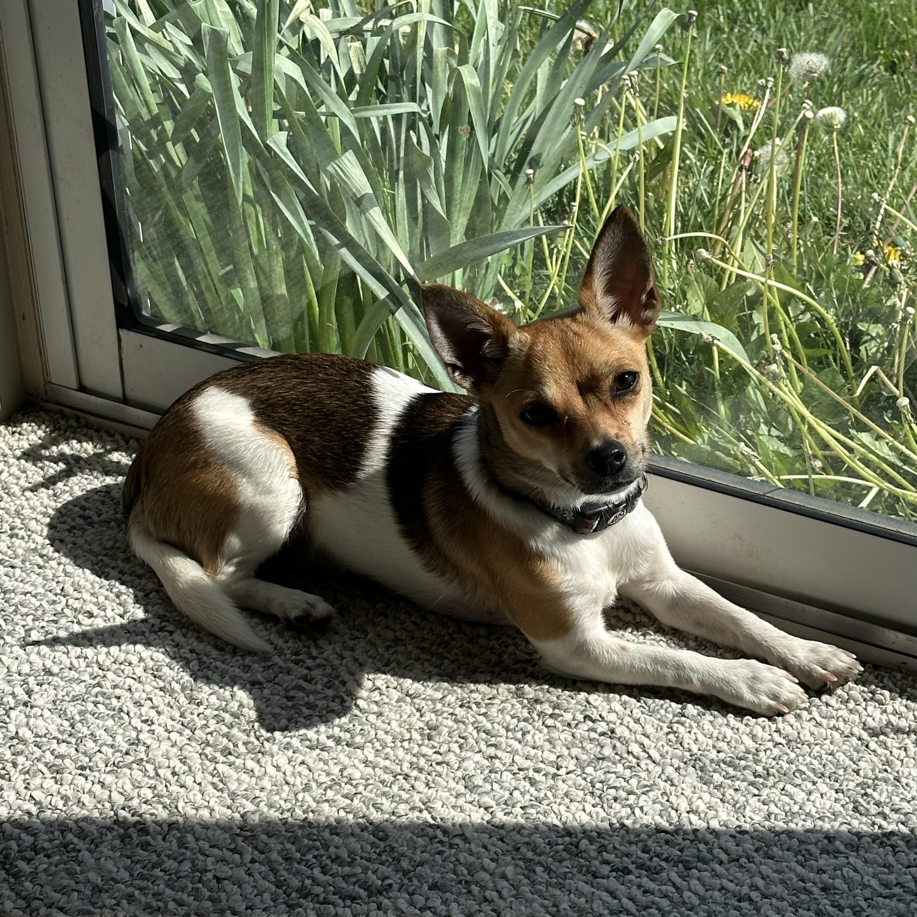 Peaches, ADOPTABLE, Young Female Chihuahua & Rat Terrier.