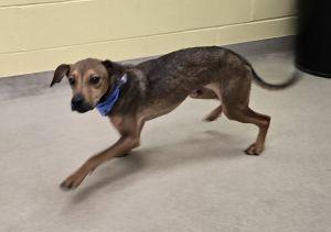 Enlarge Rocker, a ADOPTABLE mixed breed in Bucyrus, OH image 4/5